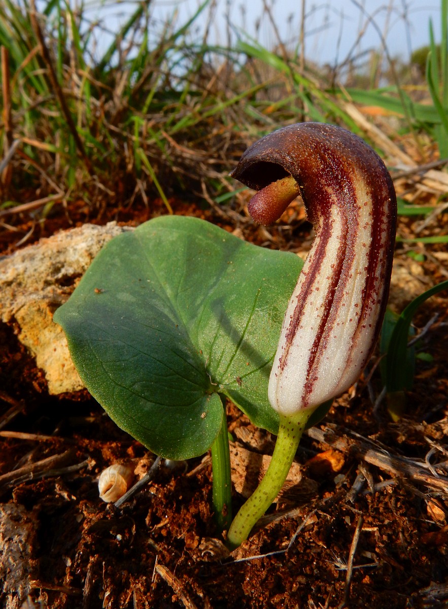 Arisarum simorrhinum